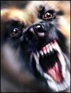 aggressive-dog_002
