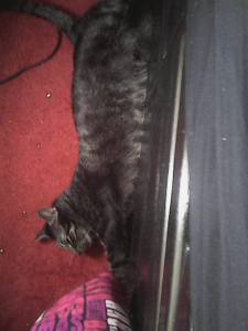 11149577_952398651478650_5727686006596365495_n