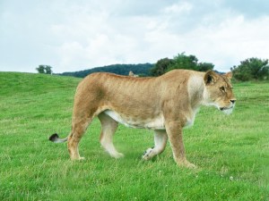 lion-292207_640