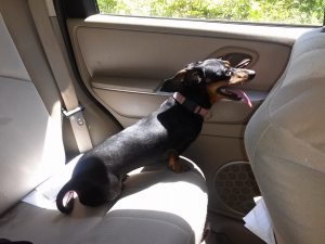 10308157_10154091933600722_8133162393800853695_n