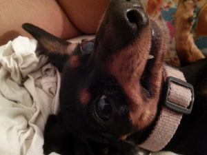 10641156_10154664969930722_8150120554448535006_n